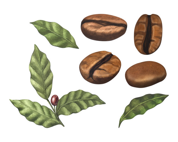 水彩画的红色阿拉比卡咖啡豆在树枝上与浆果。手绘插图孤立在白色背景。完美的食物菜单，咖啡厅概念，餐厅元素，食谱书，烹饪图片下载