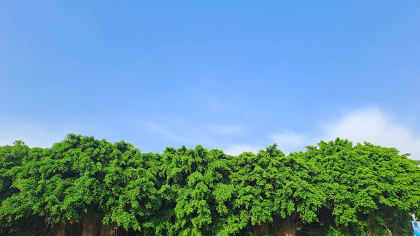 绿色的树顶线在蓝色的天空背景在夏天图片下载