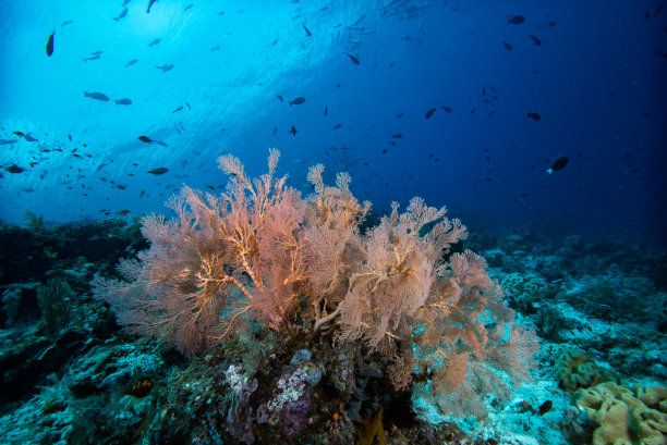热带珊瑚礁水下海景图片下载