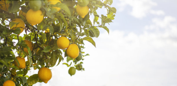 葡萄牙奥比多斯市阳光下的柠檬树图片下载