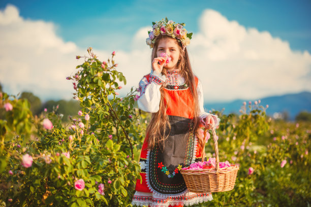 美丽的女孩，年轻的保加利亚妇女穿着民族民俗服装，在卡赞拉克玫瑰谷欣赏芳香的玫瑰和采摘香水含油的玫瑰(大马士革玫瑰)图片下载