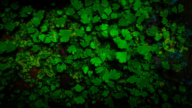 蕨类植物图片下载