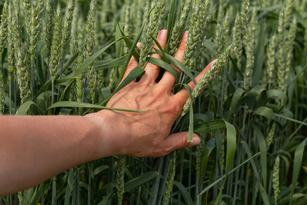 手农在阳光下抚摸着麦田里的麦穗，检查她的收成。农业业务。图片下载