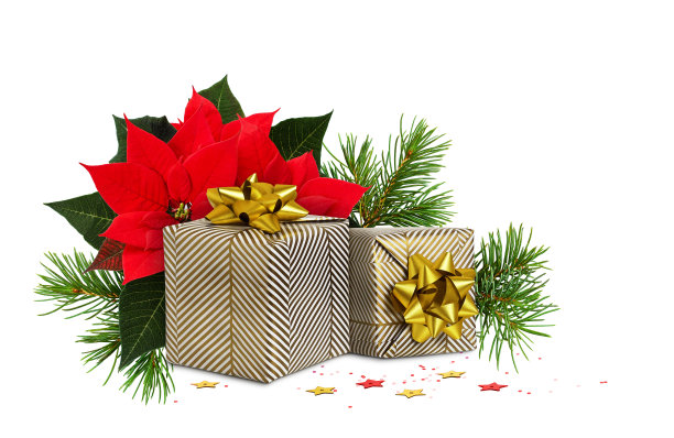 两个用节日纸包装的礼品盒，白色背景上有绿色的圣诞树枝和红色的一品红图片下载
