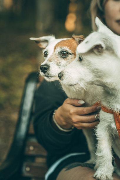 两只可爱的白色杰克罗素梗狗的肖像。侧视图垂直照片图片下载