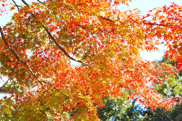 秋天的落叶图片下载