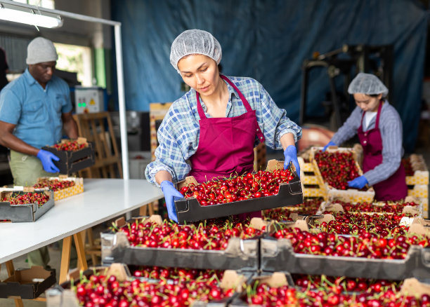 亚洲女工正在挑选甜美的有机樱桃图片下载