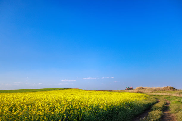 春天蓝天下的油菜地喷洒时间图片下载