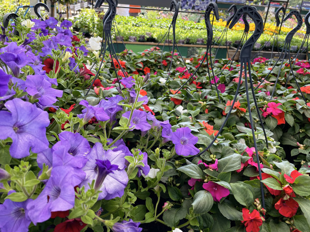 塑料吊篮的特写图片，上面有夏天的花，一年生的园艺垫料植物，花园中心的紫色、红色和白色牵牛花，重点在前景图片下载