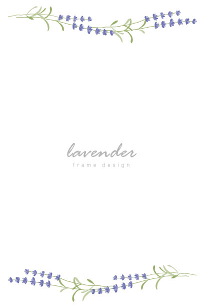 薰衣草矢量插图的线框图片下载