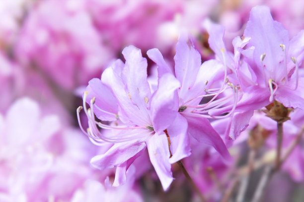紫色和粉红色杜鹃花或tsutsuji花在日本，选择性聚焦软模糊背景图片下载