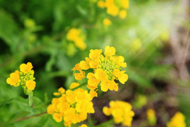 黄芥花和绿叶在大气中，阳光照射，选择性聚焦图片下载