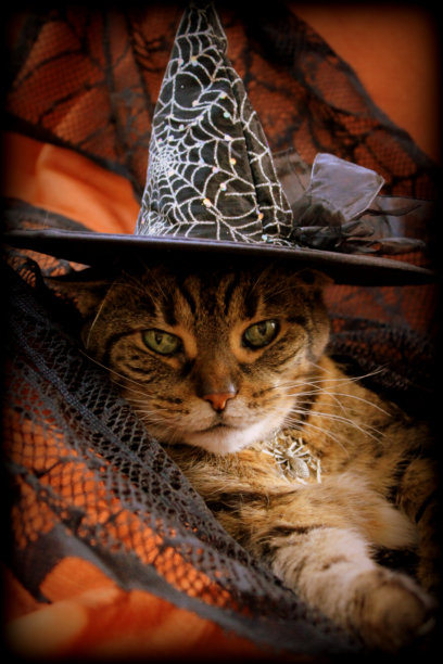 有趣的万圣节猫图片下载