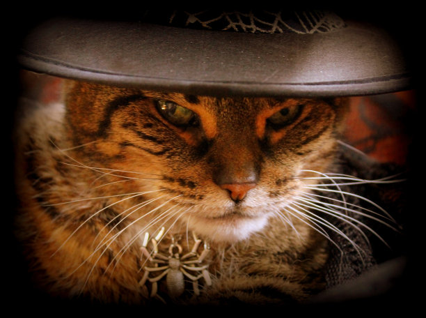 万圣节的猫图片下载