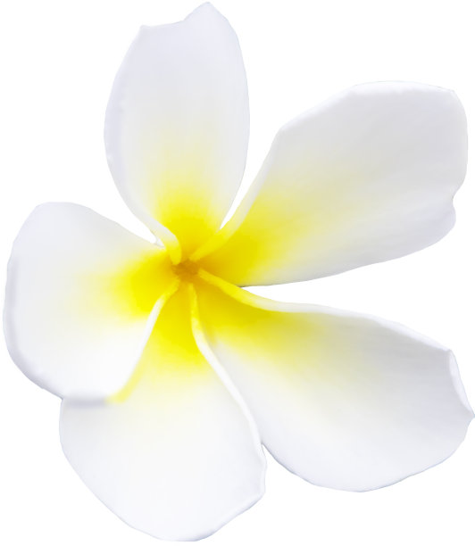 白底白花的美，孤立无援图片下载