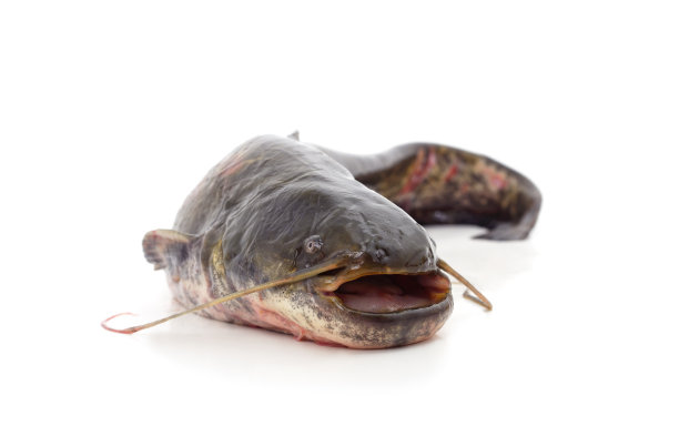 一大杯。图片下载