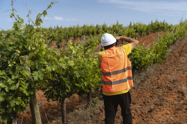 农业工程师正在拍摄绿色葡萄园的照片样本图片下载