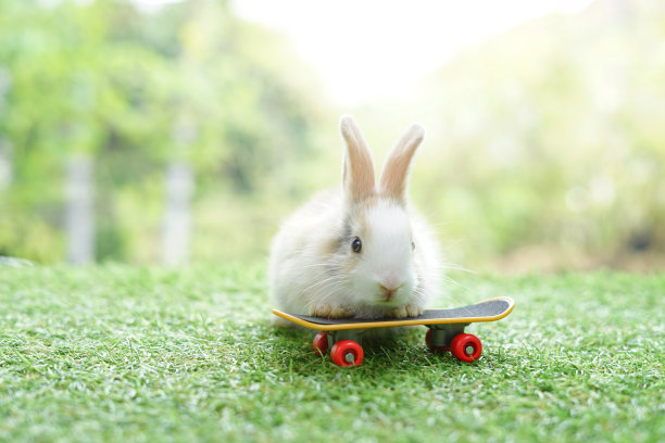 小可爱的兔子在滑板上，背景是大自然的阳光图片下载