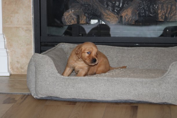 金毛猎犬幼犬图片下载