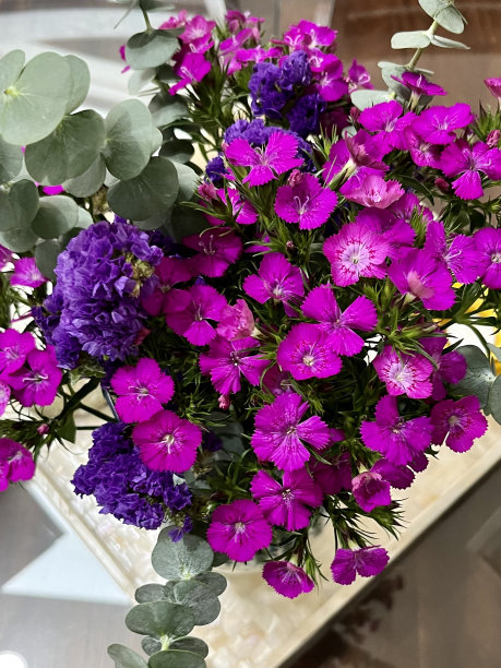 酒红色石竹花束图片下载