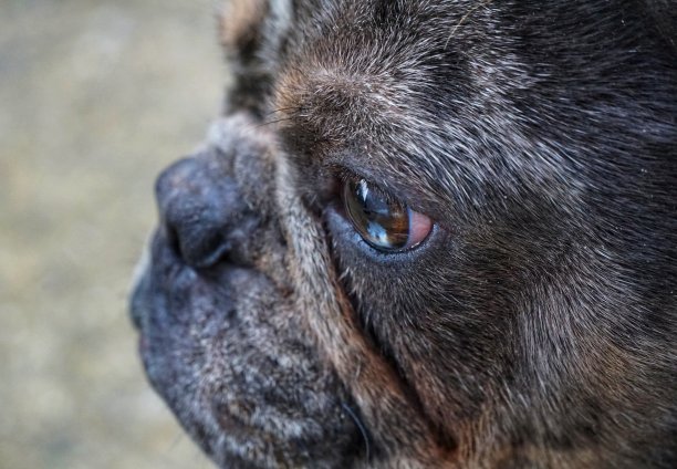 法国斗牛犬幼犬凝视镜头图片下载