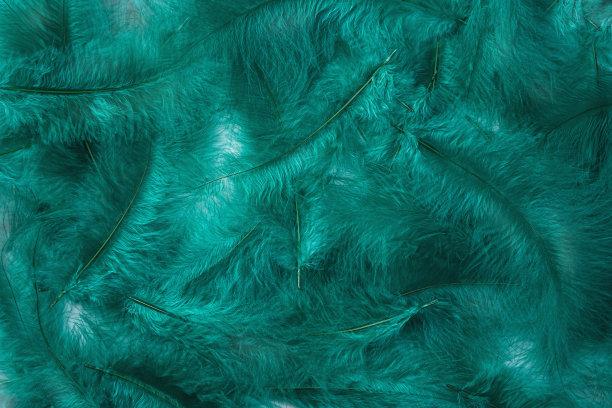 背景是祖母绿颜色的鸟羽毛。图片下载