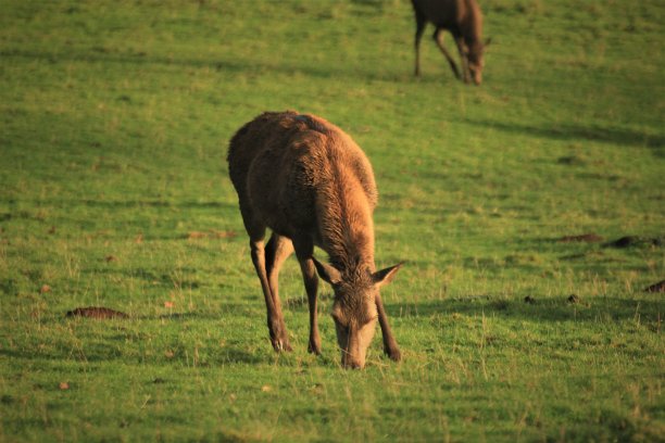 马鹿放牧图片下载