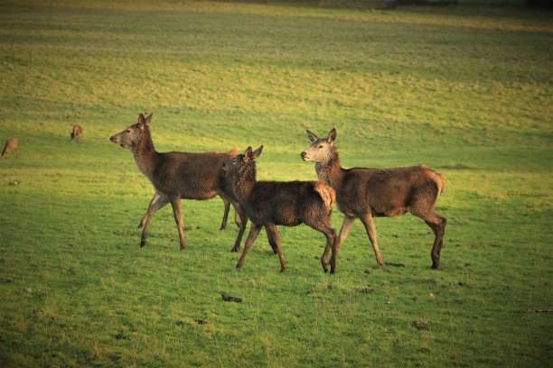 马鹿放牧图片下载