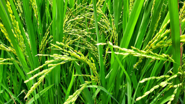 稻田。全屏特写的水稻植株仍然是绿色的图片下载
