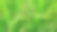 稻田。全屏特写的水稻植株仍然是绿色的图片下载