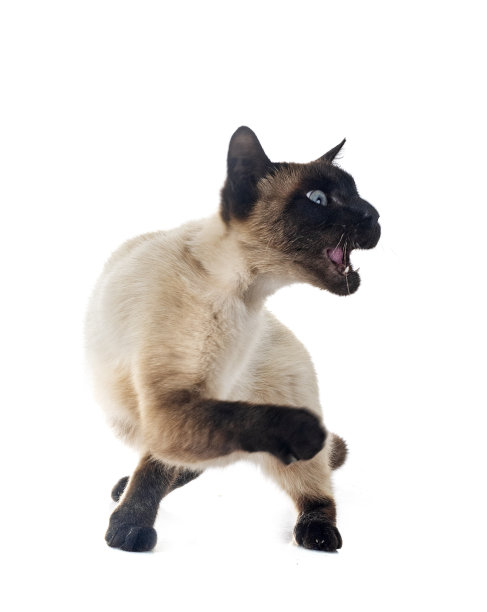 暹罗猫在演播室图片下载