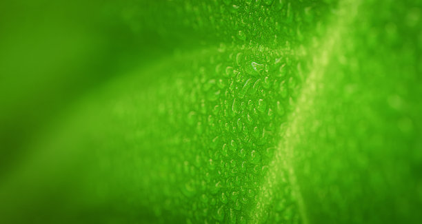 自然的绿色背景配上树叶和水滴，生态理念图片下载