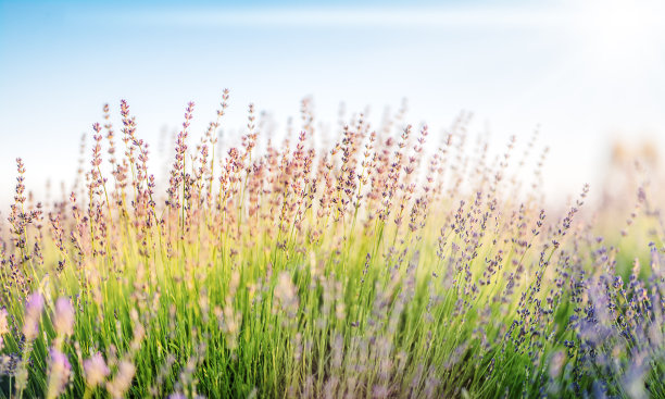 在夕阳的余晖中，迷离的夏日薰衣草背景图片下载