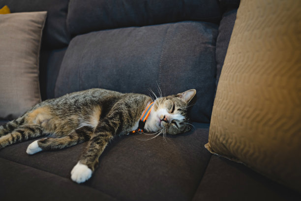 快乐的虎斑猫。在家放松的家猫。家猫在公寓的沙发上休息图片下载