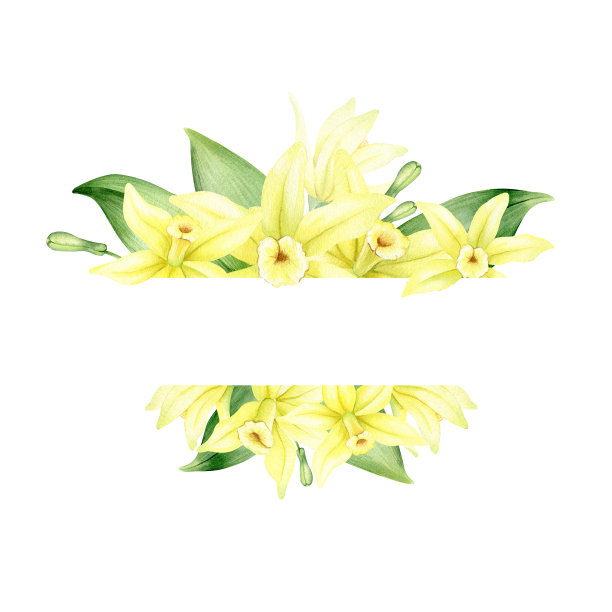 框架的黄色香草花。花环与热带异国情调的花朵。水彩插图。孤立。烹饪用调味品。用于贺卡，明信片，剪贴簿，包装设计图片下载