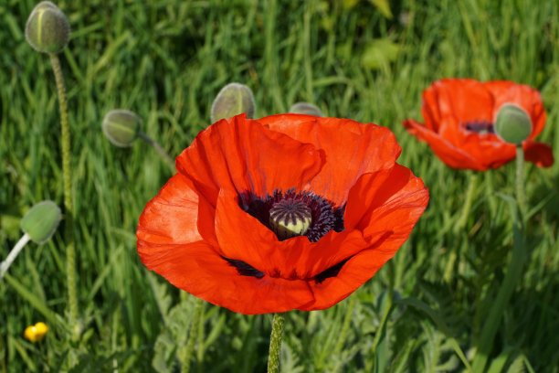卡莉花园图片下载