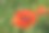 卡莉花园图片下载