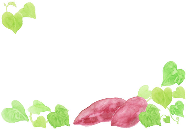 用水彩绘制的红薯插图图片下载