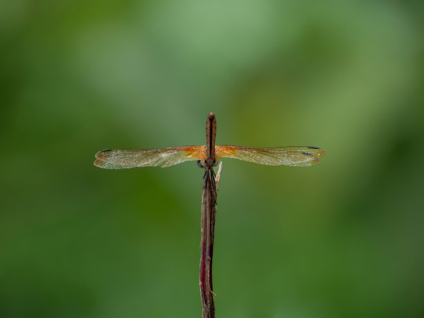 蜻蜓展开翅膀，从后面看。图片下载