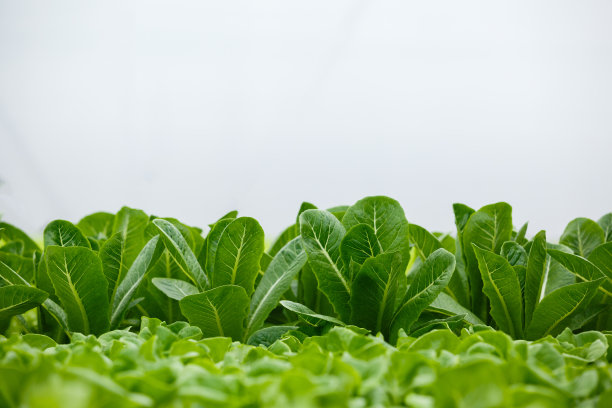 近距离观察，温室里新鲜有机的绿色蔬菜。食物水培健康。副本的空间。图片下载