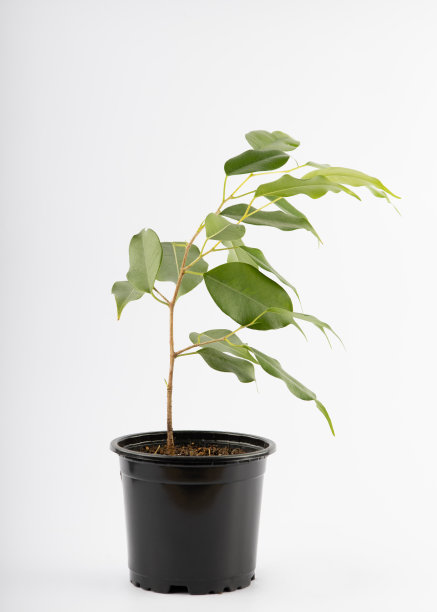 一小片本雅明无花果，放在白色背景上的黑色塑料罐里图片下载