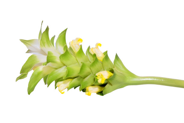 在白色背景上孤立的姜黄花图片下载