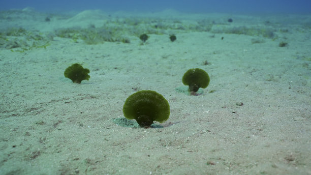 红海的扇形绿海藻图片下载