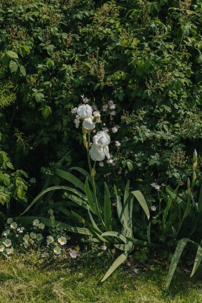 夏日花园里美丽的白色鸢尾花。图片下载