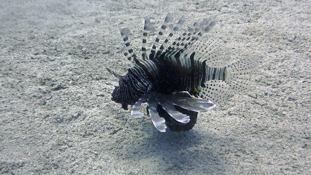 海底狮子鱼的水下照片图片下载