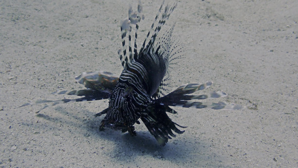 海底狮子鱼的水下照片图片下载