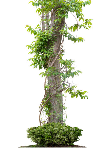 森林树干爬藤扭曲藤本植物和绿叶孤立在白色背景，修剪路径包括。图片下载