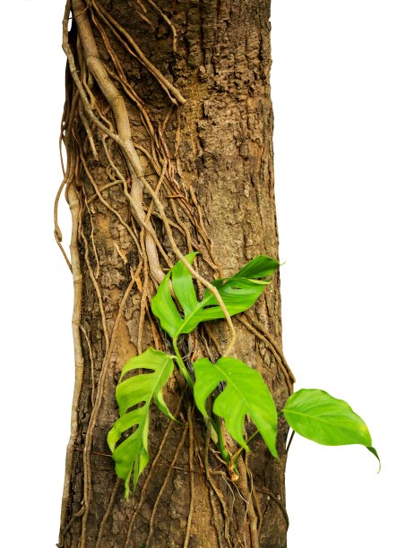 有根的乔木和孤立的攀缘植物图片下载
