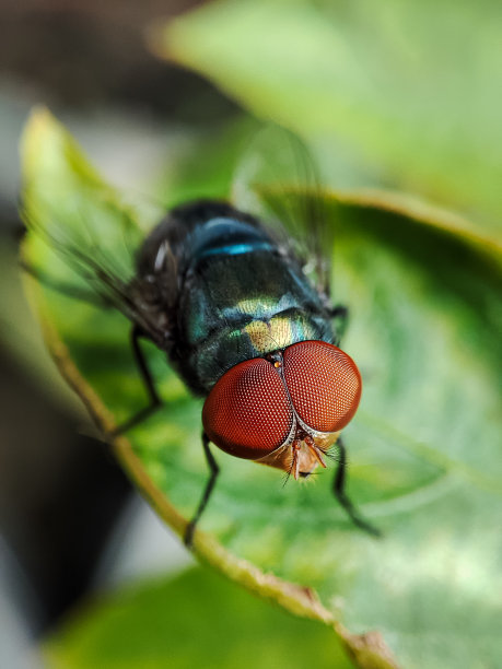 常见的绿瓶蝇(丝光露蝇)图片下载