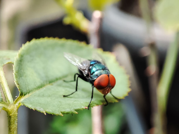 常见的绿瓶蝇(丝光露蝇)图片下载